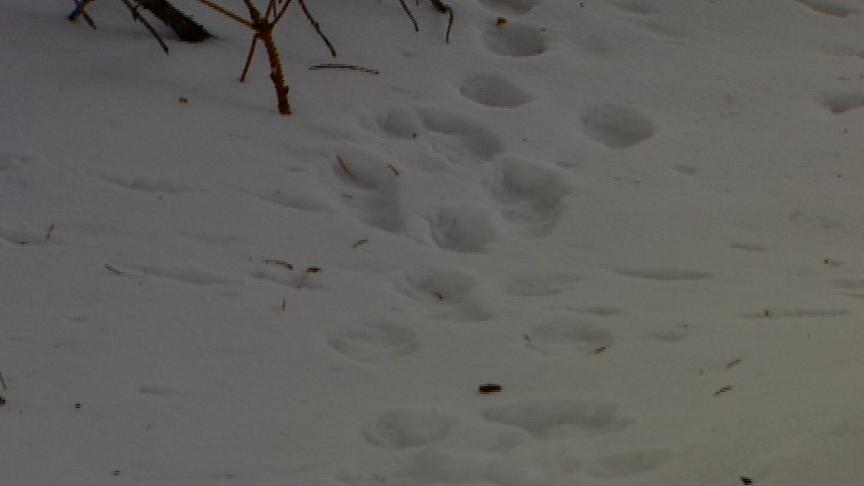 Cougar moves into Park City neighborhood