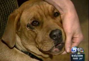 Driver insists dog leapt from car in high-speed chase