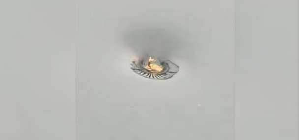 Have You Seen This? Toad goes for a spin