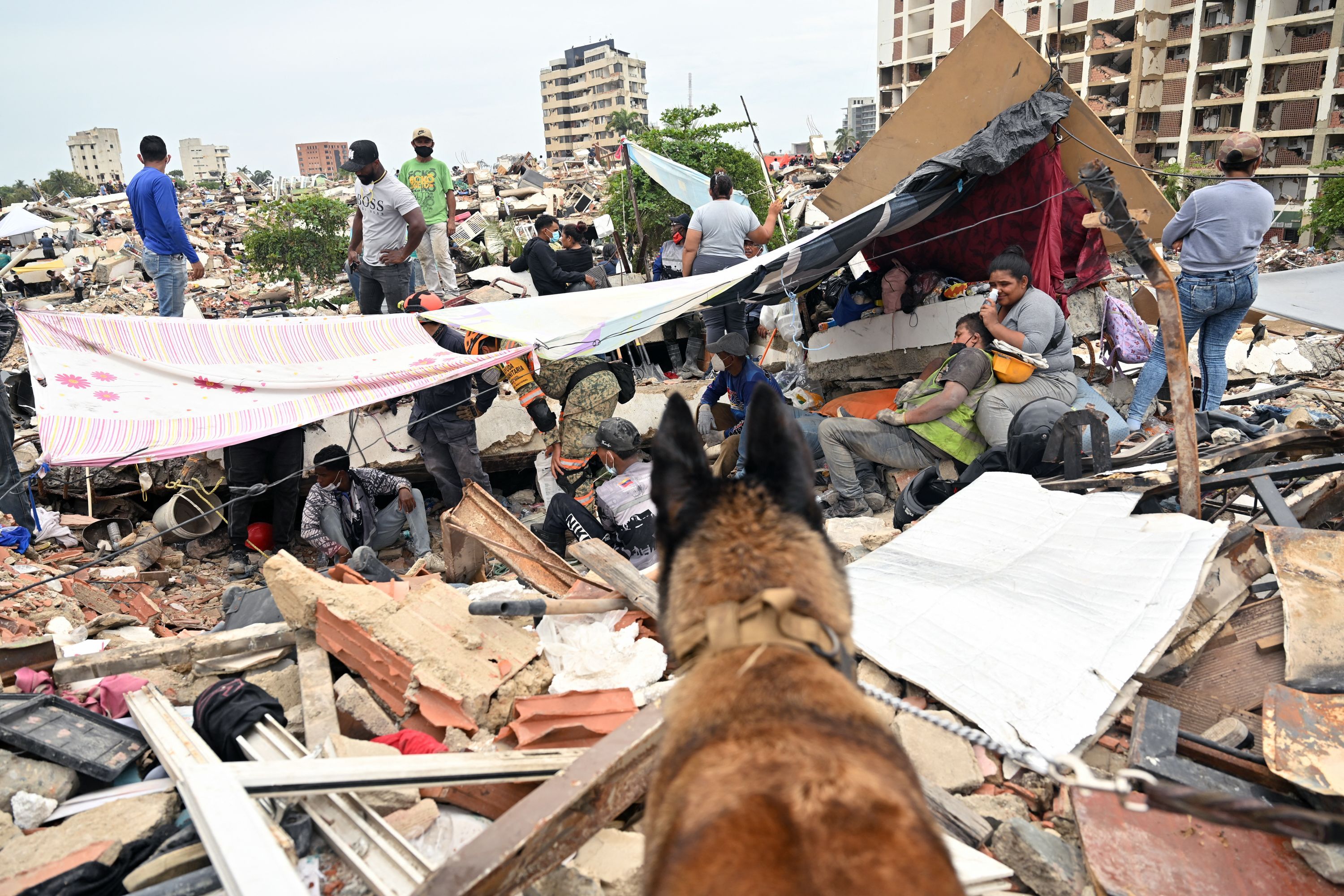Four-legged heroes: international dog squad helps save lives after Venezuela earthquakes