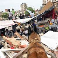 Four-legged heroes: international dog squad helps save lives after Venezuela earthquakes