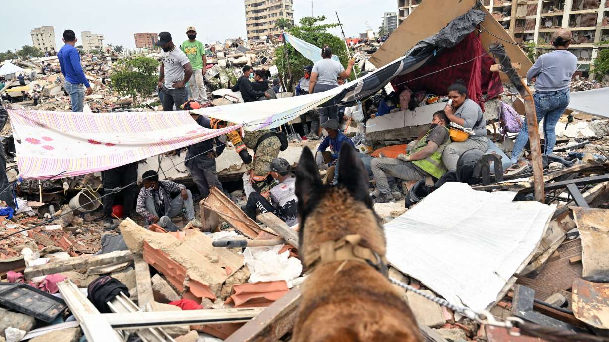 A dog from the Mexican army is seen at the site of a collapsed building in Caraballeda, La Guaira state, Venezuela, on Friday.
