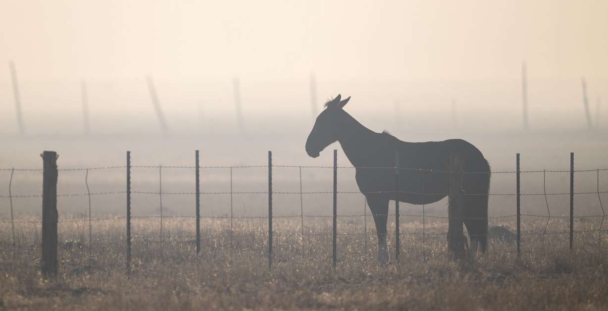A horse stands in the smoke from the Cottonwood Fire as it continues to burn east of the town of Beaver on July 1.