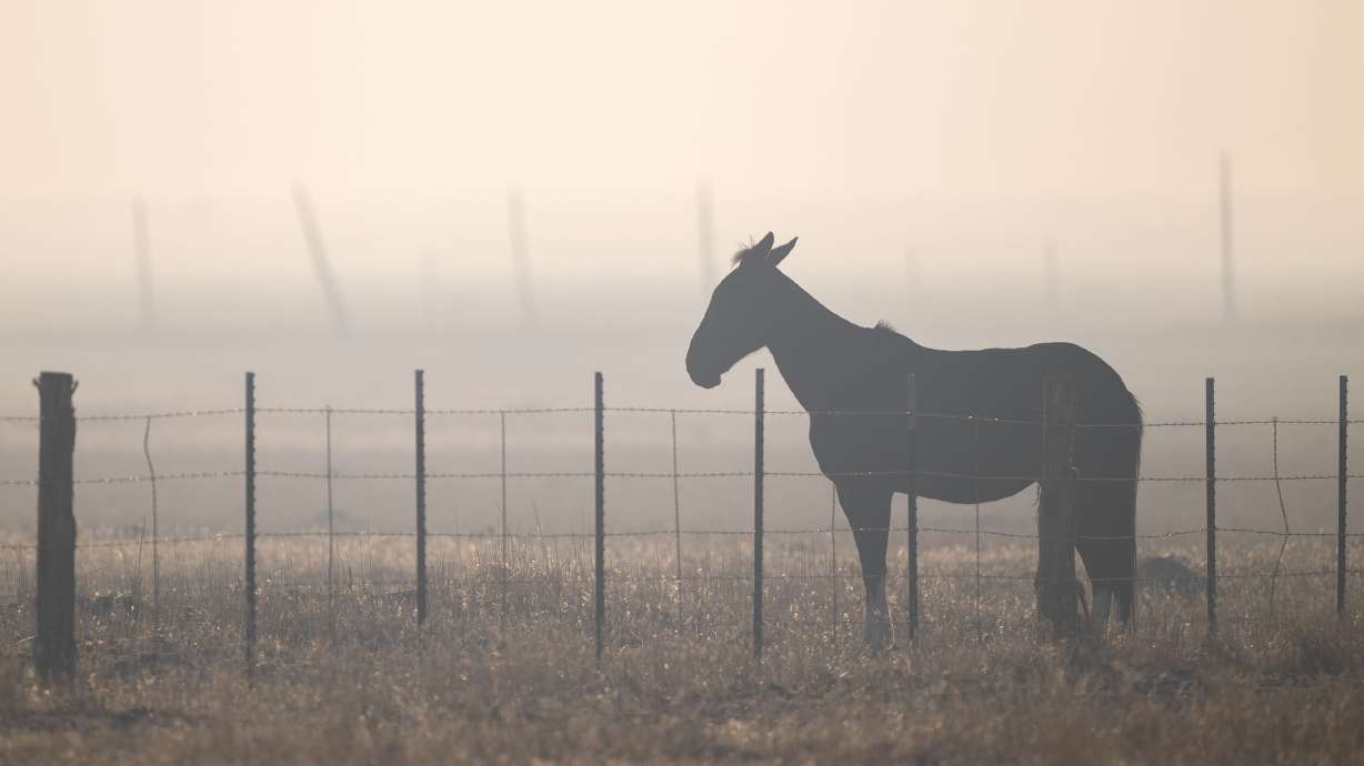 A horse stands in the smoke from the Cottonwood Fire as it continues to burn east of the town of Beaver on Wednesday.