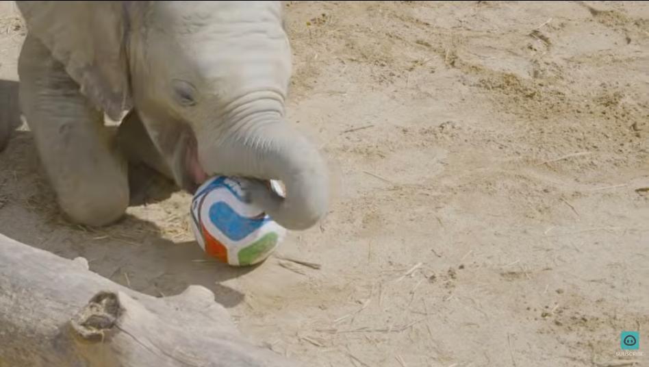 Have You Seen This? Young elephant shows off his soccer skills