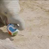 Have You Seen This? Young elephant shows off his soccer skills