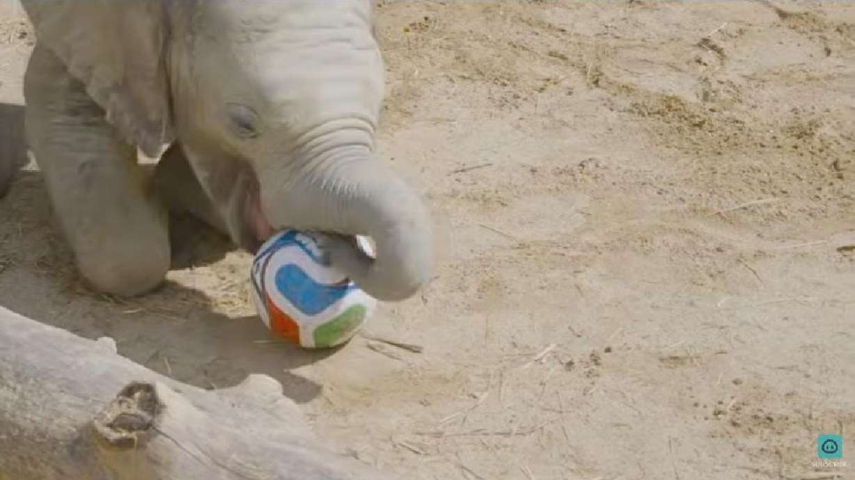A young elephant plays with a soccer ball in Vienna on June 8.