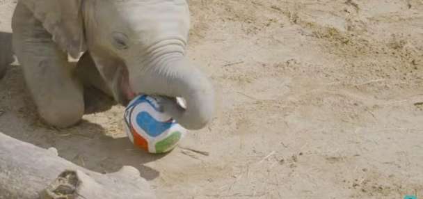 Have You Seen This? Young elephant shows off his soccer skills