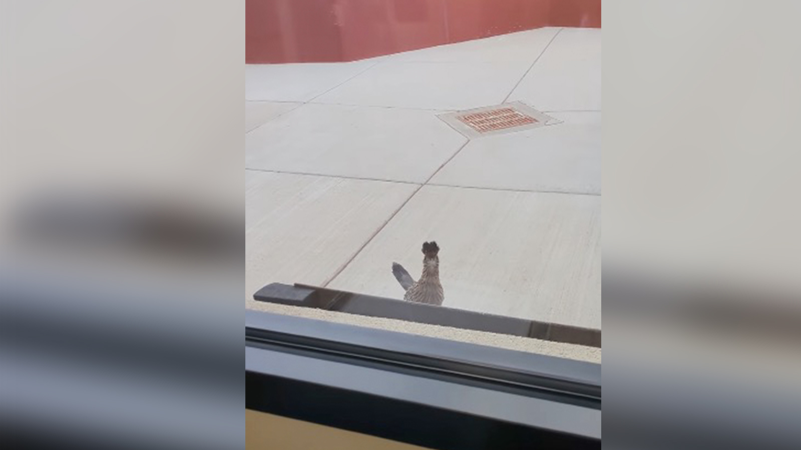 Have You Seen This? Roadrunner just wants to leave the road