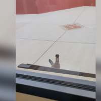 Have You Seen This? Roadrunner just wants to leave the road