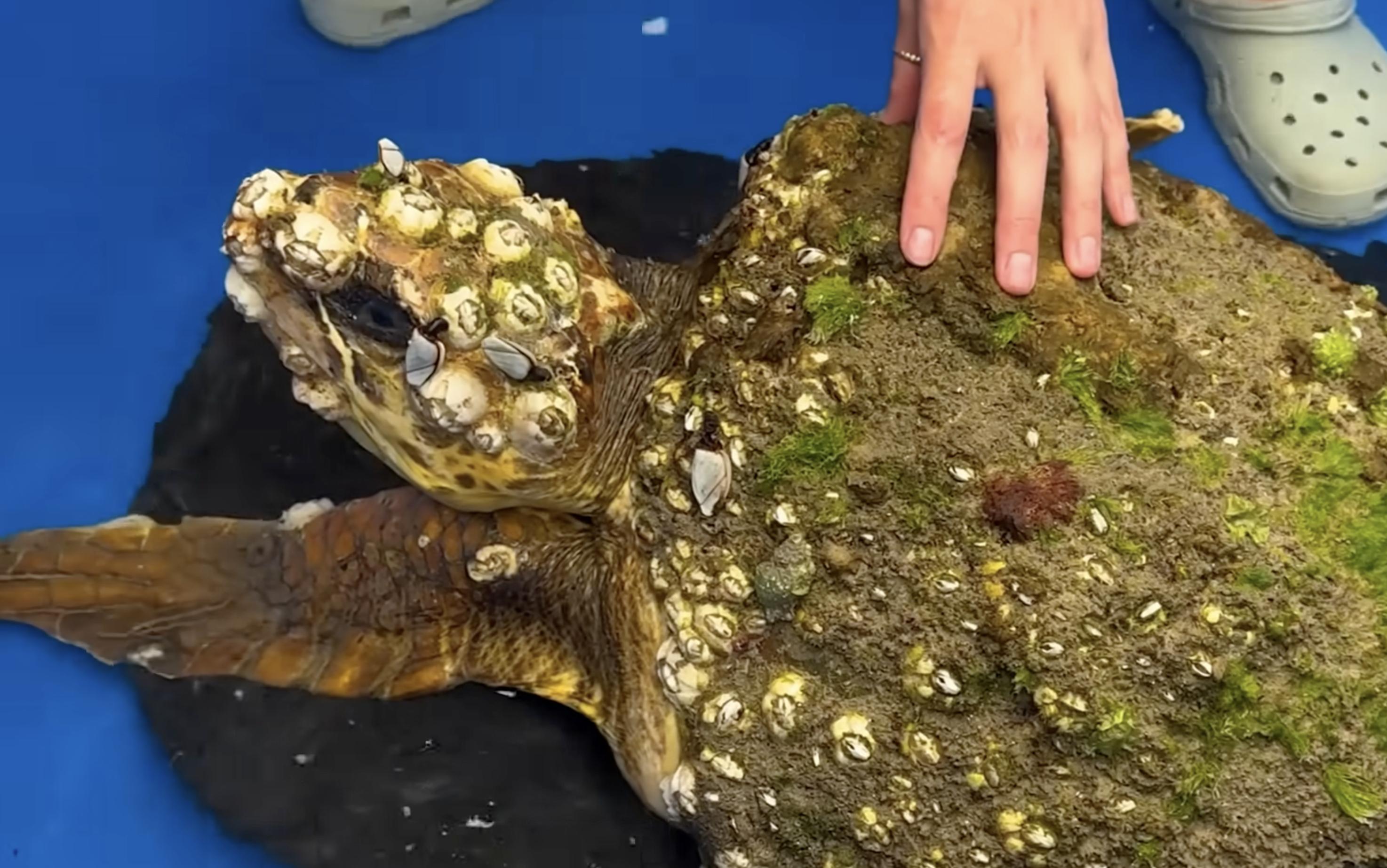 Have You Seen This? Marine biologist saves barnacle-encrusted turtle