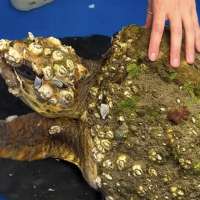 Have You Seen This? Marine biologist saves barnacle-encrusted turtle