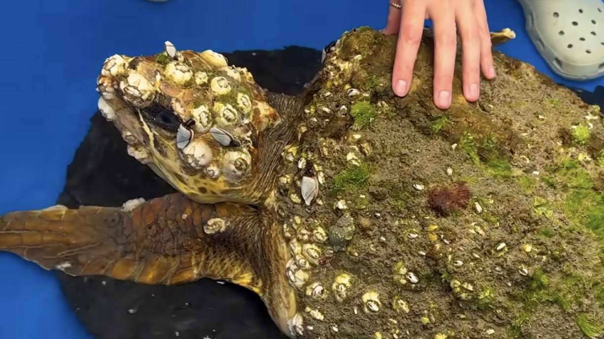 Marine biologist Tabitha Siegfried spent 92 days saving and rehabbing Syrena, a loggerhead turtle suffering from debilitated turtle syndrome.