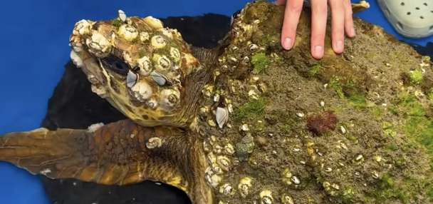 Have You Seen This? Marine biologist saves barnacle-encrusted turtle