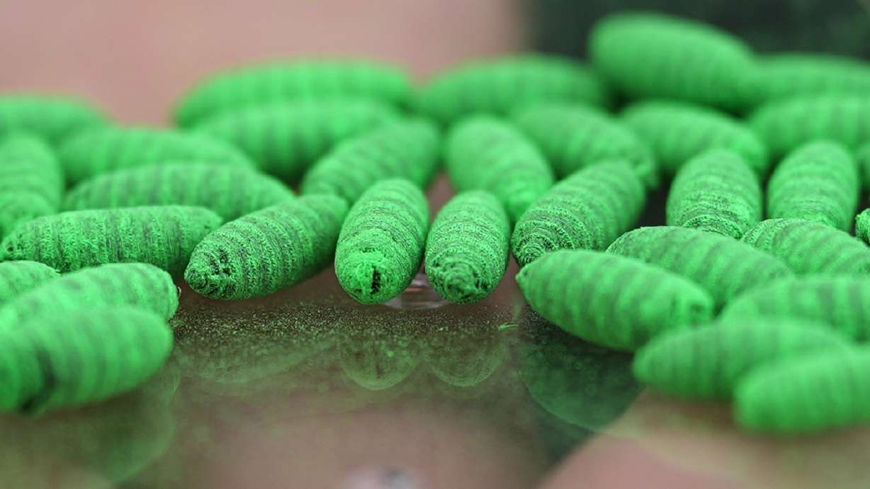 Dyed fly pupae are seen as a sterile fly dispersal station is placed by the U.S. Department of Agriculture to combat the spread of the New World screwworm fly on grounds of a ranch near La Pryor, Texas, June 11.