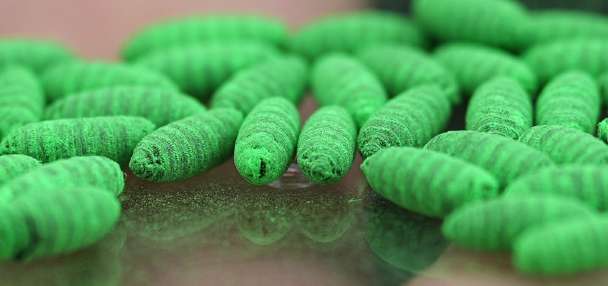 What to know about protecting pets from the New World screwworm fly