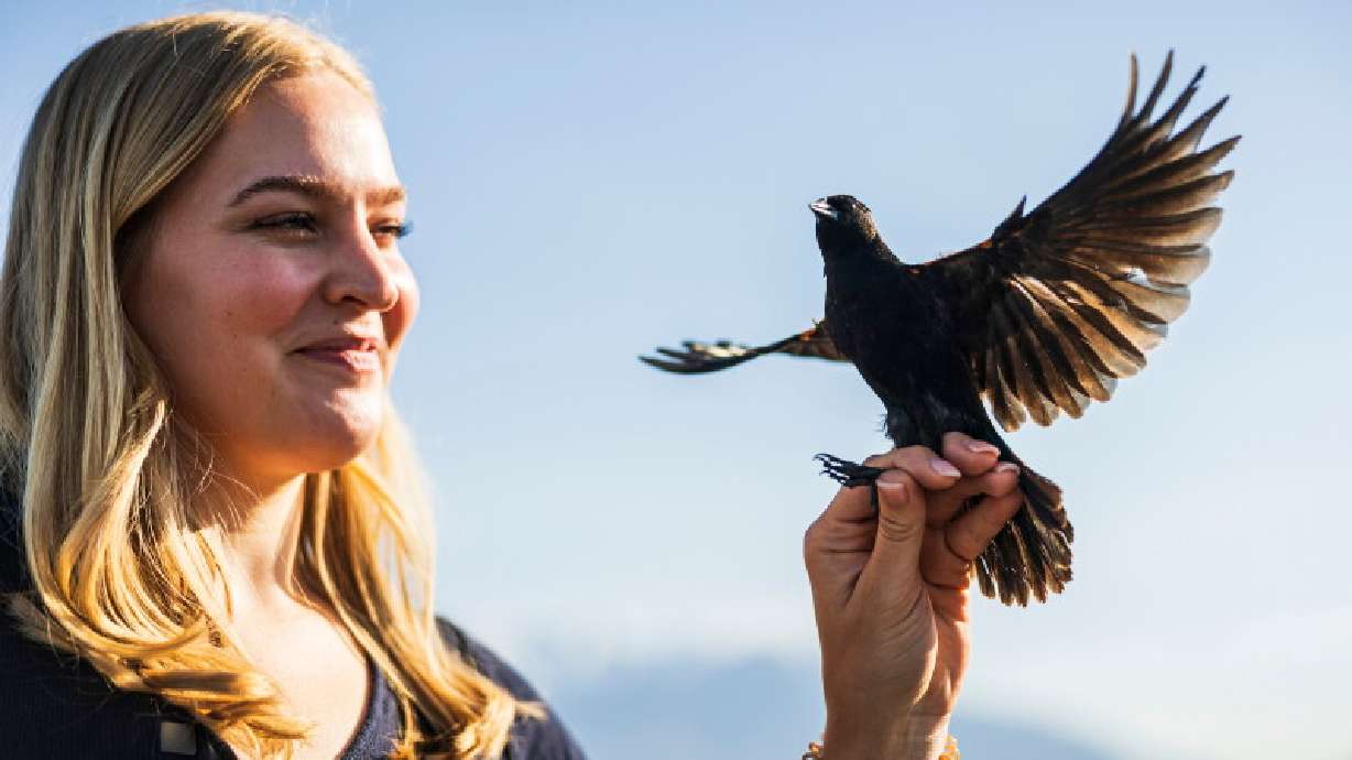 BYU master's student Leslie Clark counts birds on at the Provo River Delta Wednesday. A group of BYU students is helping protect bird populations while also making the skies safer for air travelers near the Provo Airport.