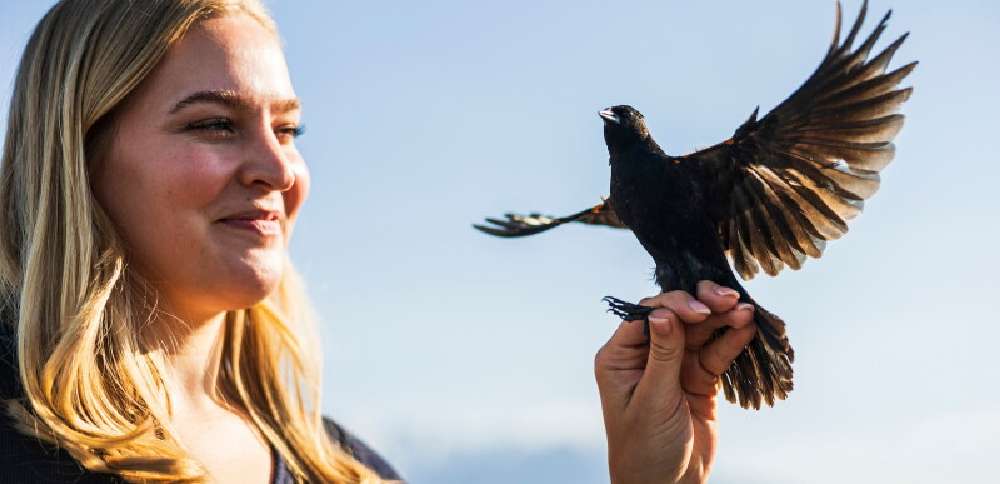 BYU students help protect birds while making skies safer near Provo Airport