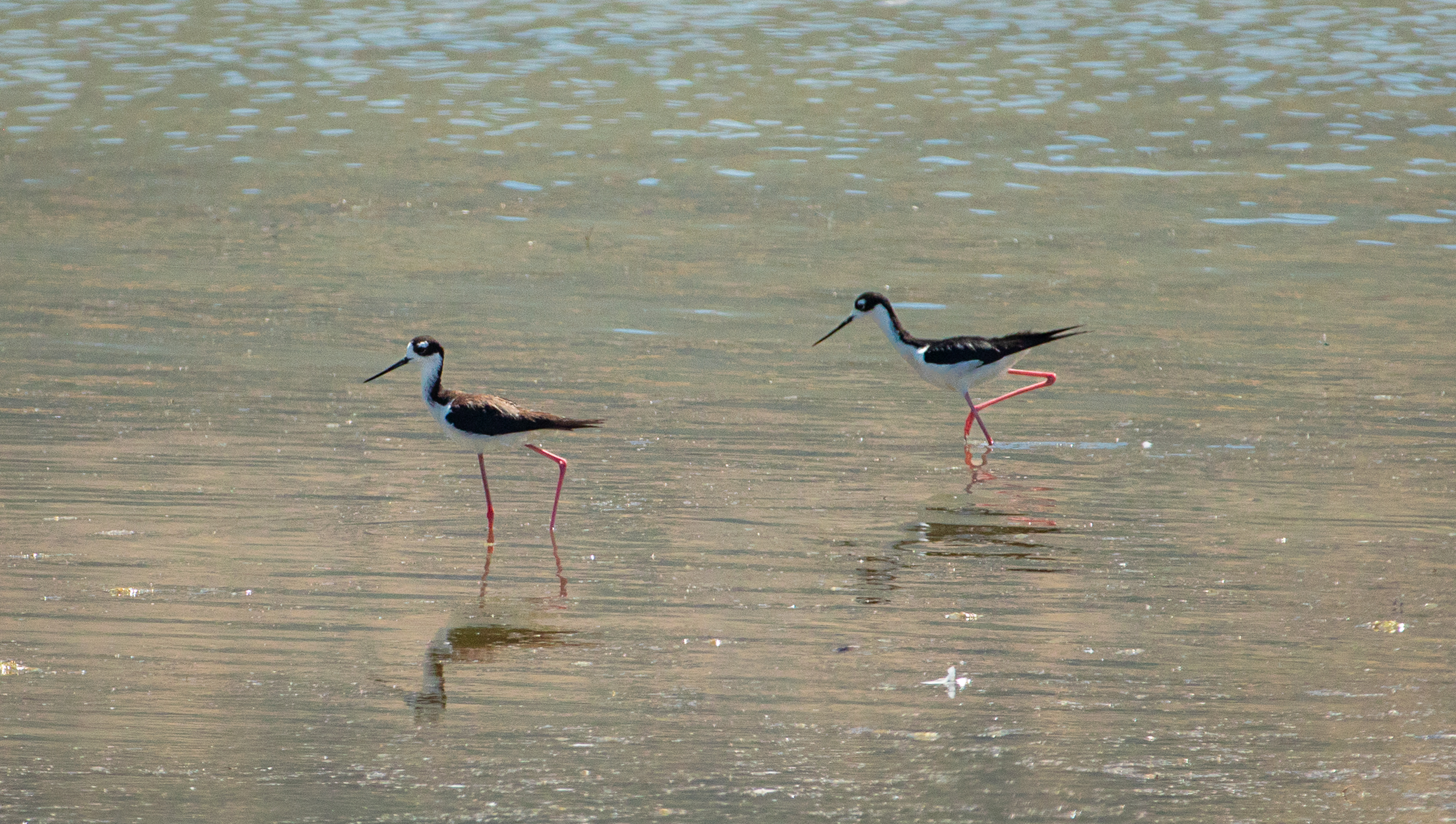 How Utah can protect the 12 million birds that use Great Salt Lake, per new report