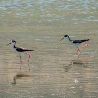 How Utah can protect the 12 million birds that use Great Salt Lake, per new report