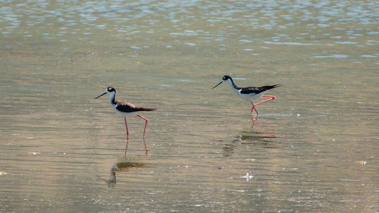 Black-necked stilt shorebirds near the shores at Farmington Bay Waterfowl Management Area on July 4. The National Audubon Society unveiled a new habitat assessment to maintain and improve the Great Salt Lake and its surrounding wetlands.
