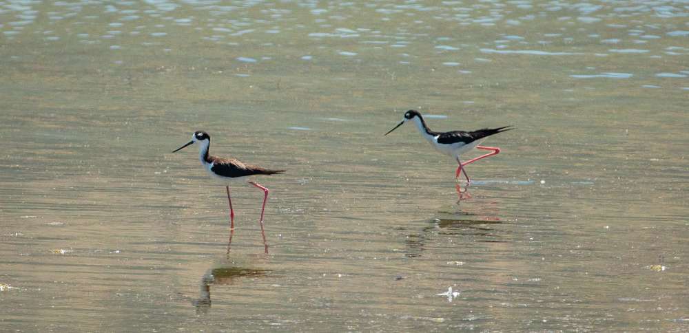 How Utah can protect the 12 million birds that use Great Salt Lake, per new report
