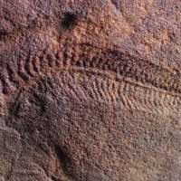 Fossils reveal the earliest animal with a head was also the oldest known 'righty'