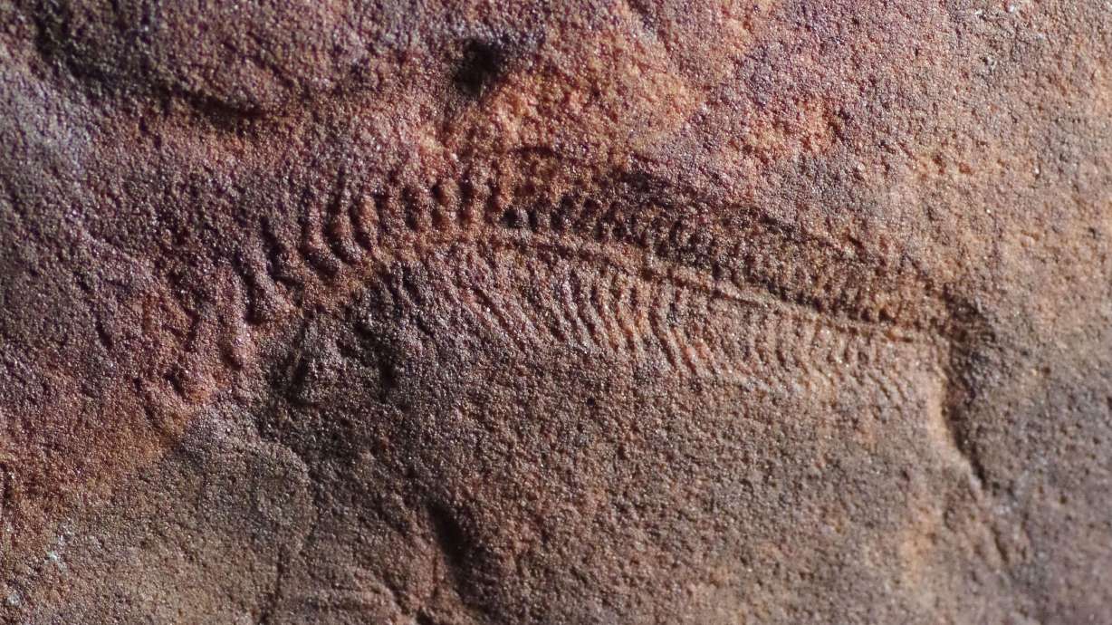 Spriggina floundersi fossils collected in Australia preserve mirror image impressions of the original wormlike creatures,
