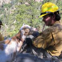 The GOAT: Hooved friend provides moral support to firefighters in Colorado