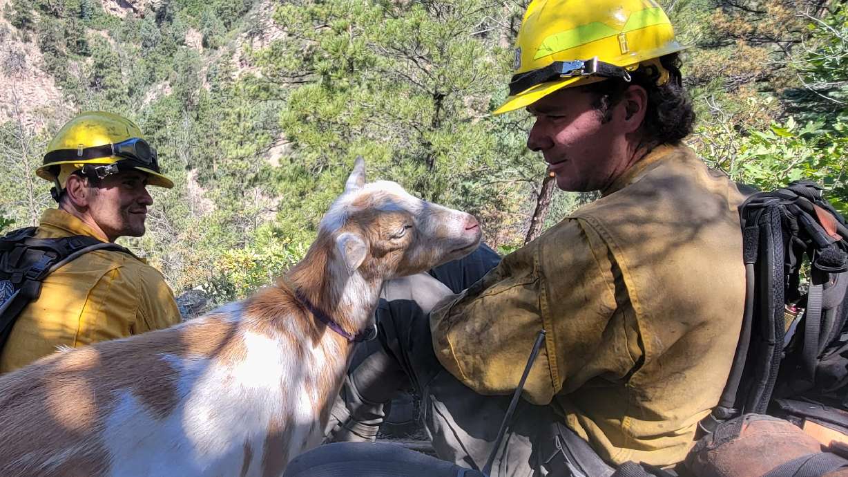 A goat named Goldie keeps firefighters company while they battle the Rock Creek Fire in Colorado Springs, Colo., on Thursday.