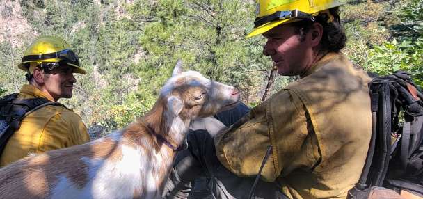 The GOAT: Hooved friend provides moral support to firefighters in Colorado