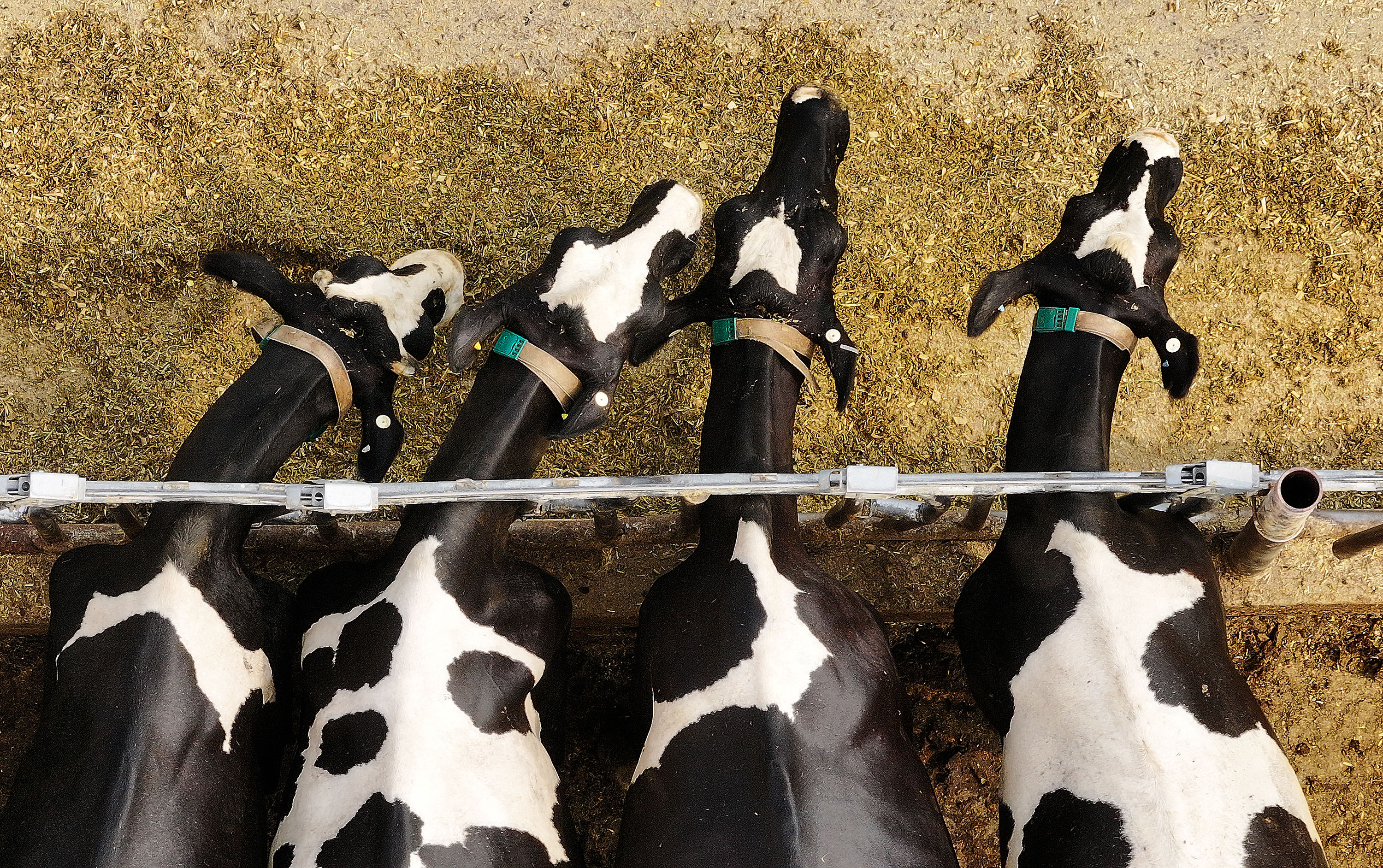 Box Elder County declares emergency amid 'severe' milk production loss