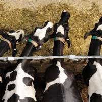 Box Elder County declares emergency amid 'severe' milk production loss