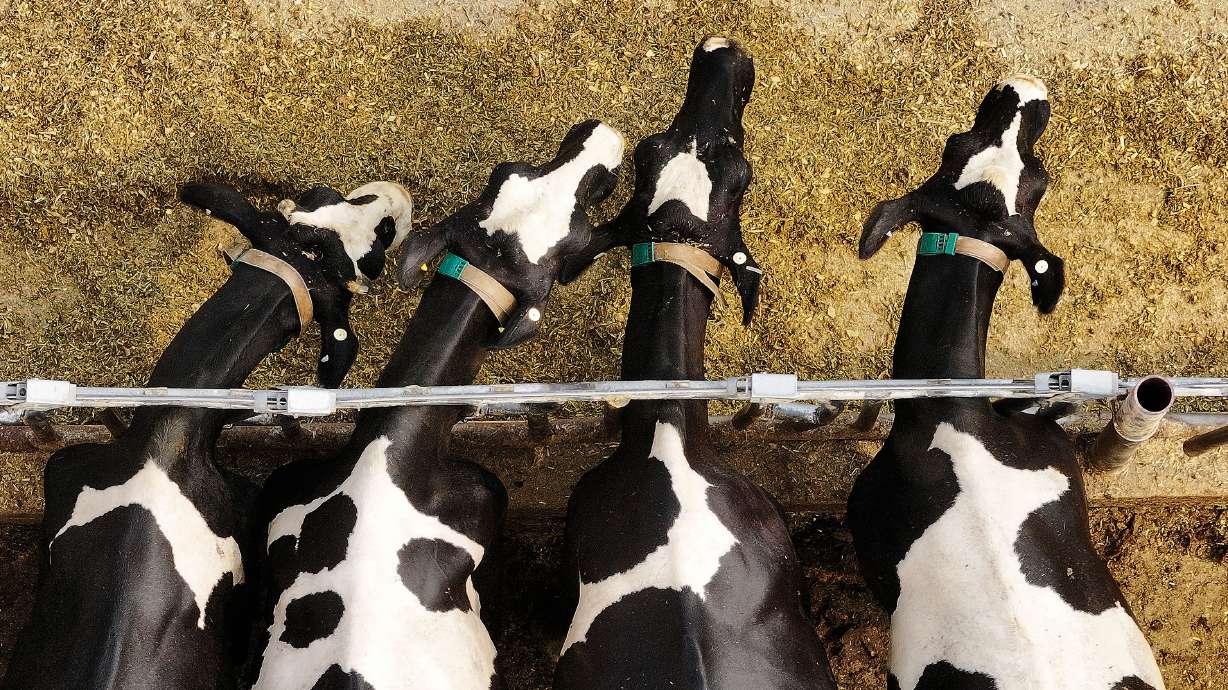 Box Elder County declares emergency amid 'severe' milk production loss