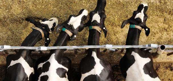 Box Elder County declares emergency amid 'severe' milk production loss