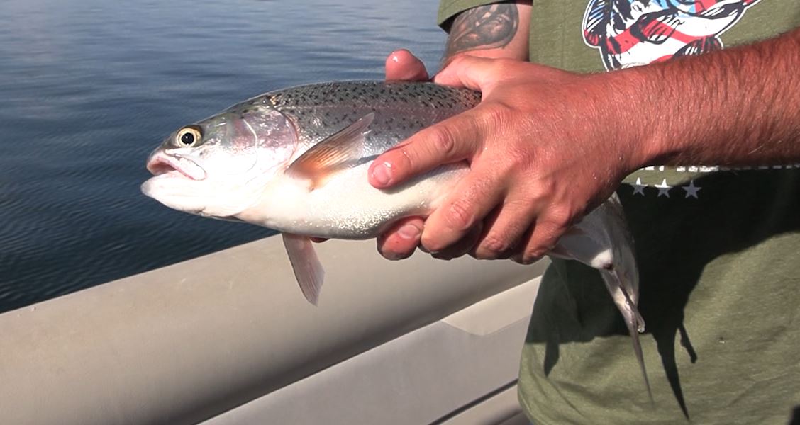 Why Strawberry Reservoir is producing some of the biggest rainbow trout in a decade