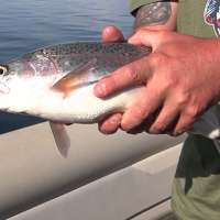 Why Strawberry Reservoir is producing some of the biggest rainbow trout in a decade