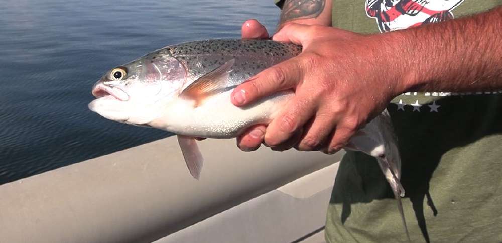 Why Strawberry Reservoir is producing some of the biggest rainbow trout in a decade