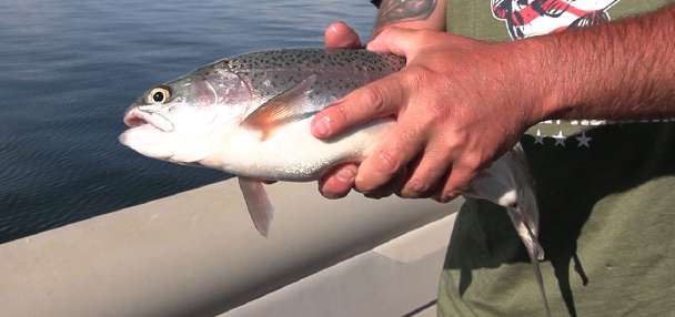 Why Strawberry Reservoir is producing some of the biggest rainbow trout in a decade