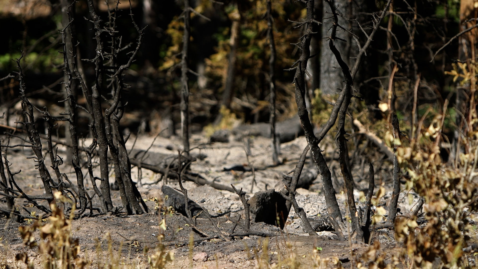 Damage from fire is shown at the Eagle Point Ski Resort. Owner Shane Gadbaw said the Cottonwood Fire changed the mountain forever.
