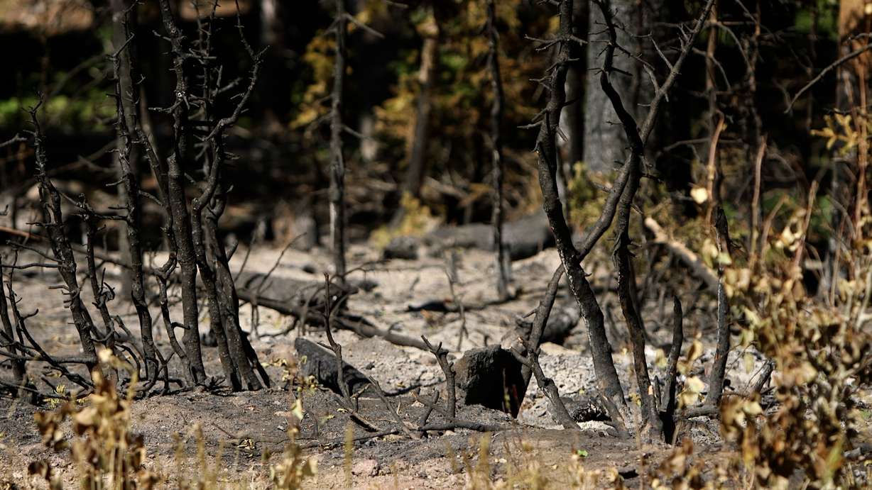 Damage from fire is shown at the Eagle Point Ski Resort. Owner Shane Gadbaw said the Cottonwood Fire changed the mountain forever.