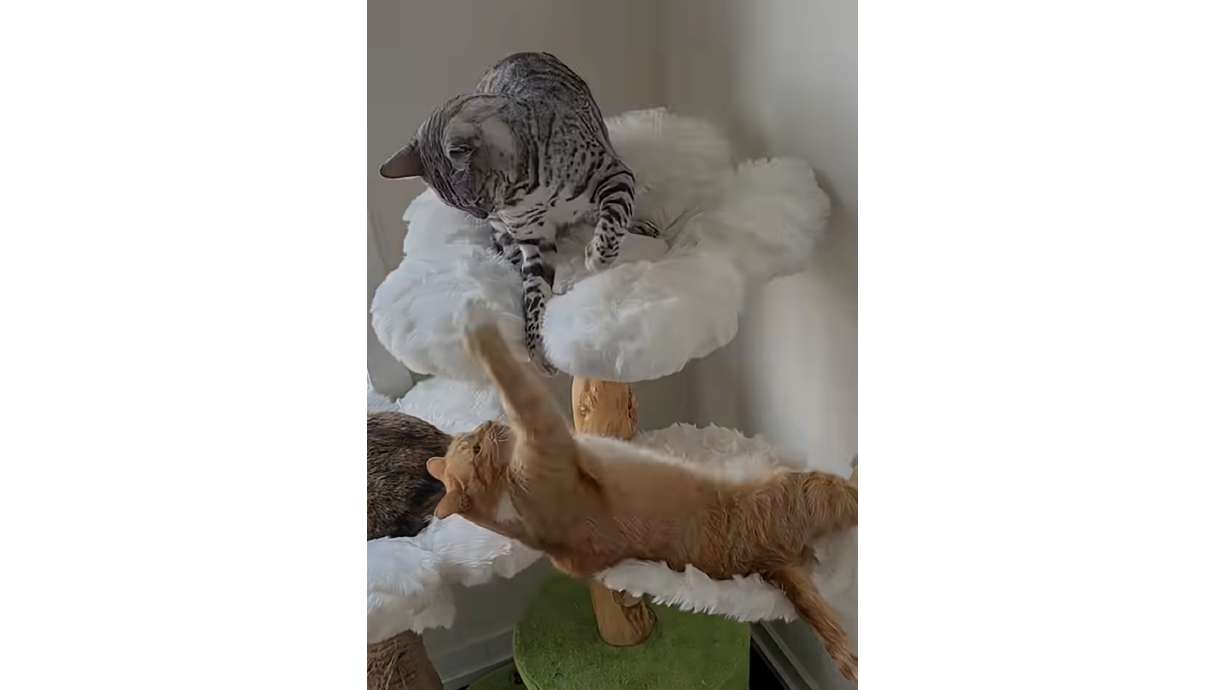 Multiple cats together? There, you can find drama at least as interesting as anything found on reality TV.