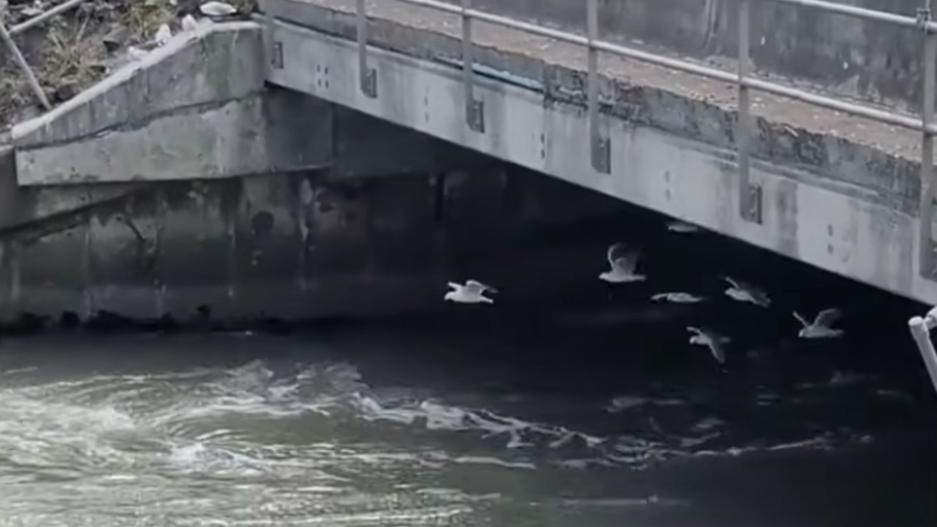 Have You Seen This? Seagulls test aerodynamics in a wind tunnel