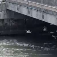 Have You Seen This? Seagulls test aerodynamics in a wind tunnel