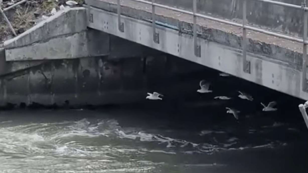 Have You Seen This? Seagulls test aerodynamics in a wind tunnel