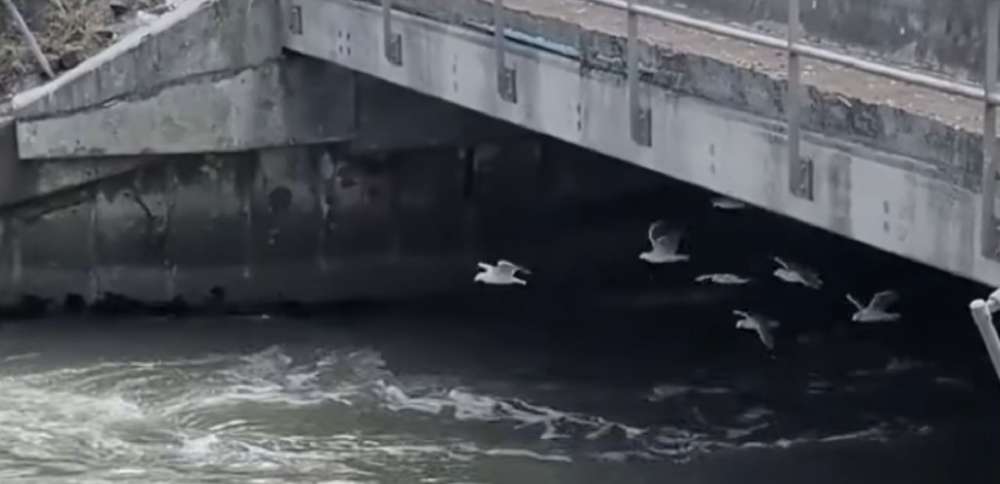 Have You Seen This? Seagulls test aerodynamics in a wind tunnel