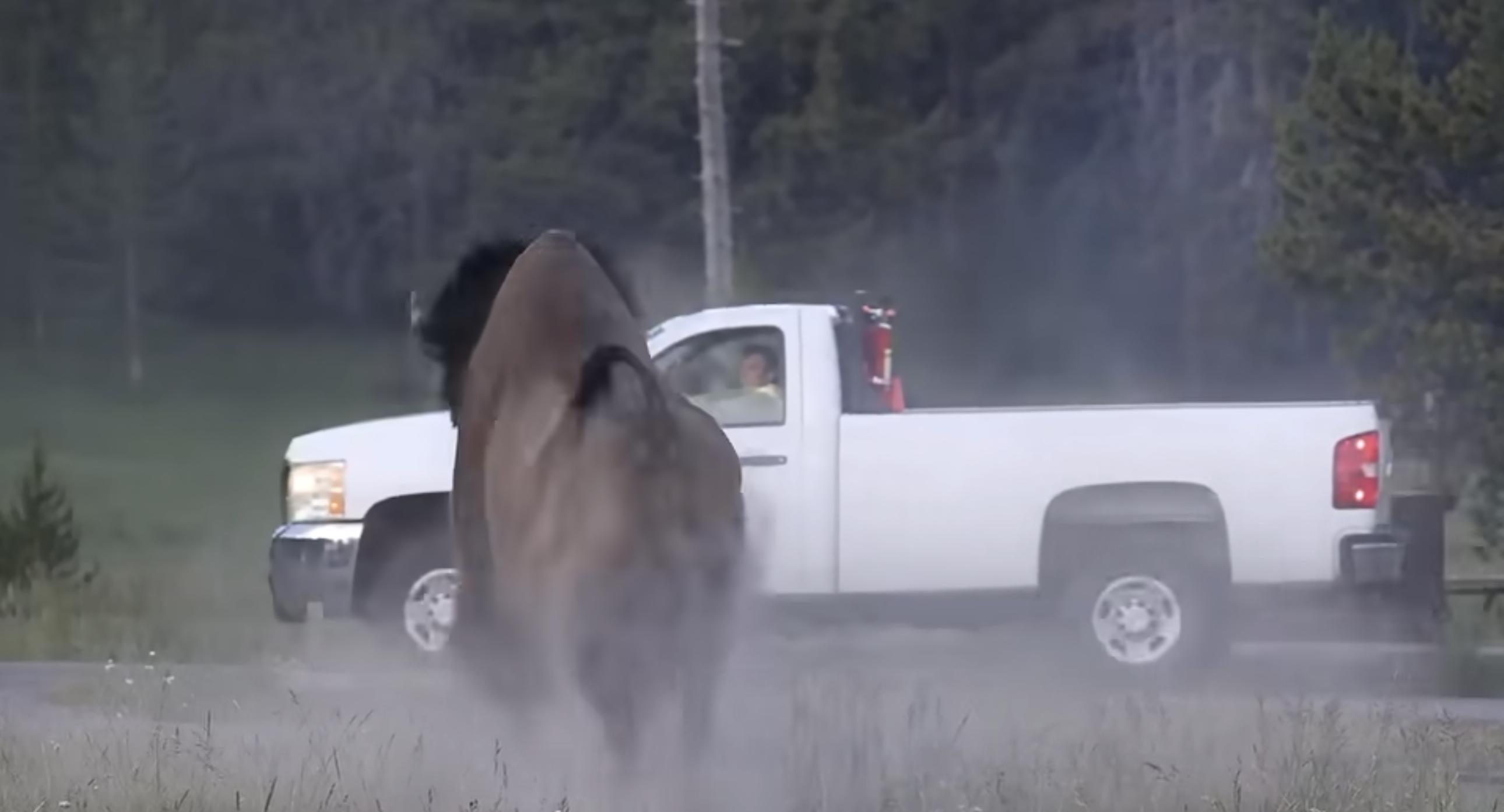 Bison at Yellowstone Park attacks tourist, sending him flying at least 8 feet in the air