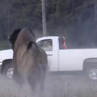 Bison at Yellowstone Park attacks tourist, sending him flying at least 8 feet in the air