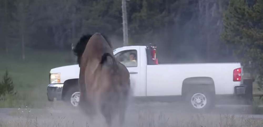 Bison at Yellowstone Park attacks tourist, sending him flying at least 8 feet in the air