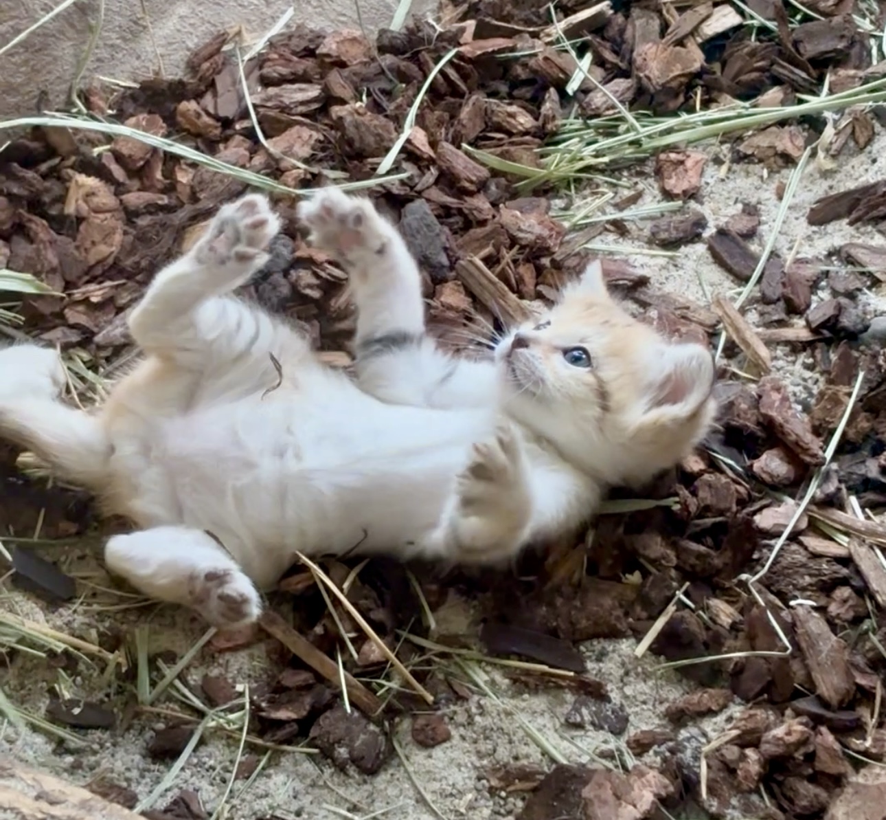 The most adorable formidable predator: Hogle Zoo welcomes new sand cat kitten 